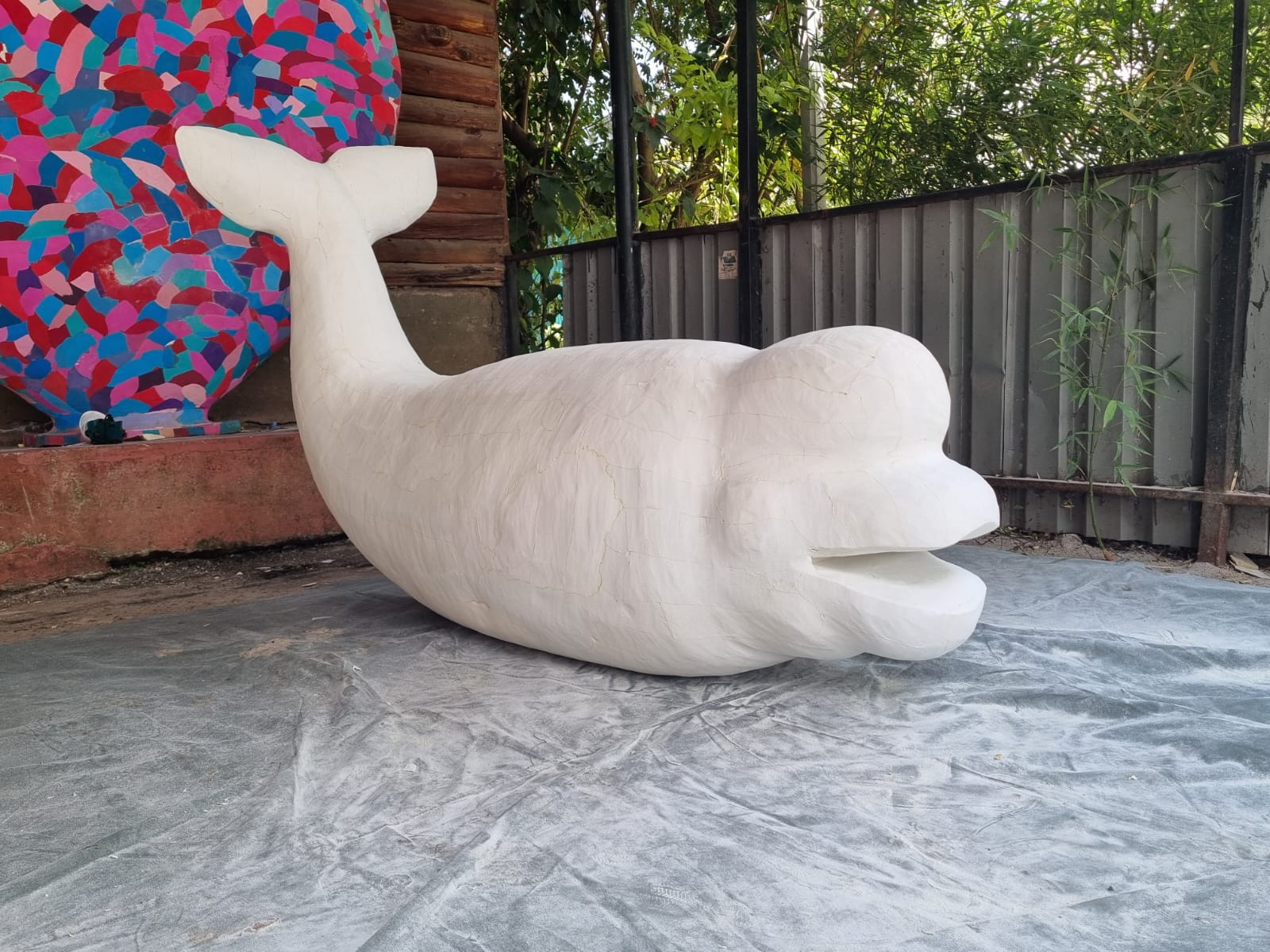 Baby Beluga