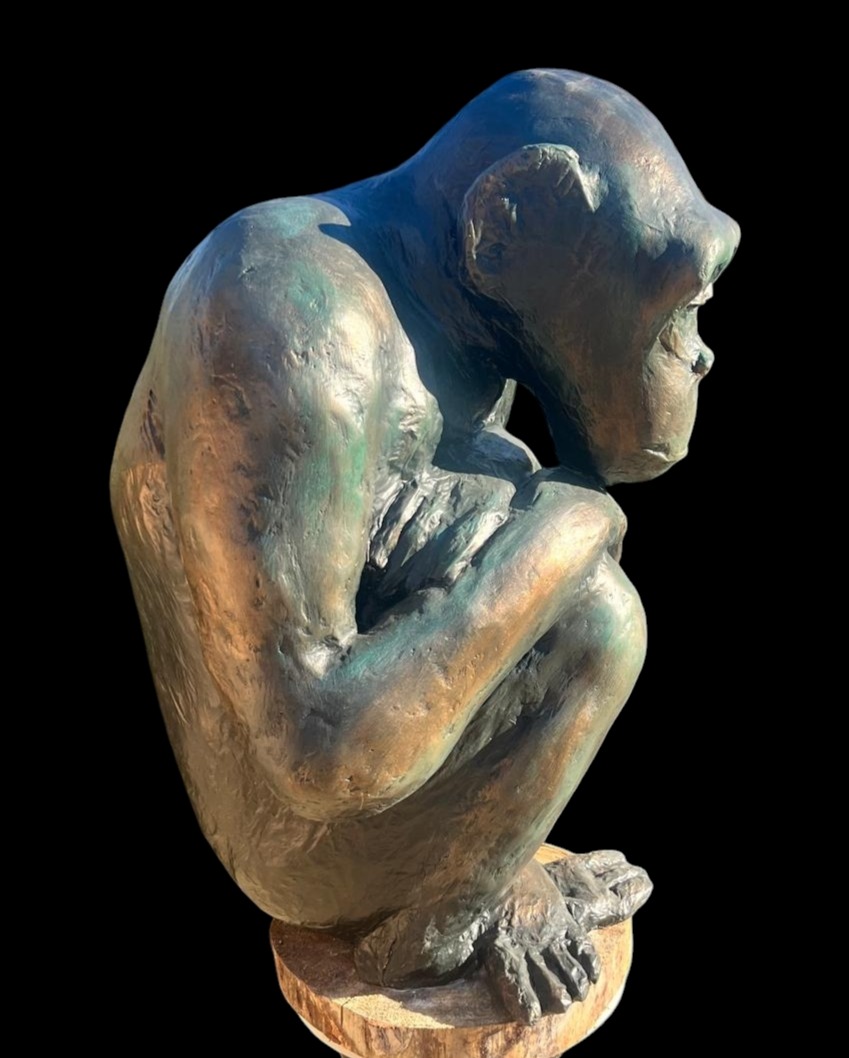 Chimpanze