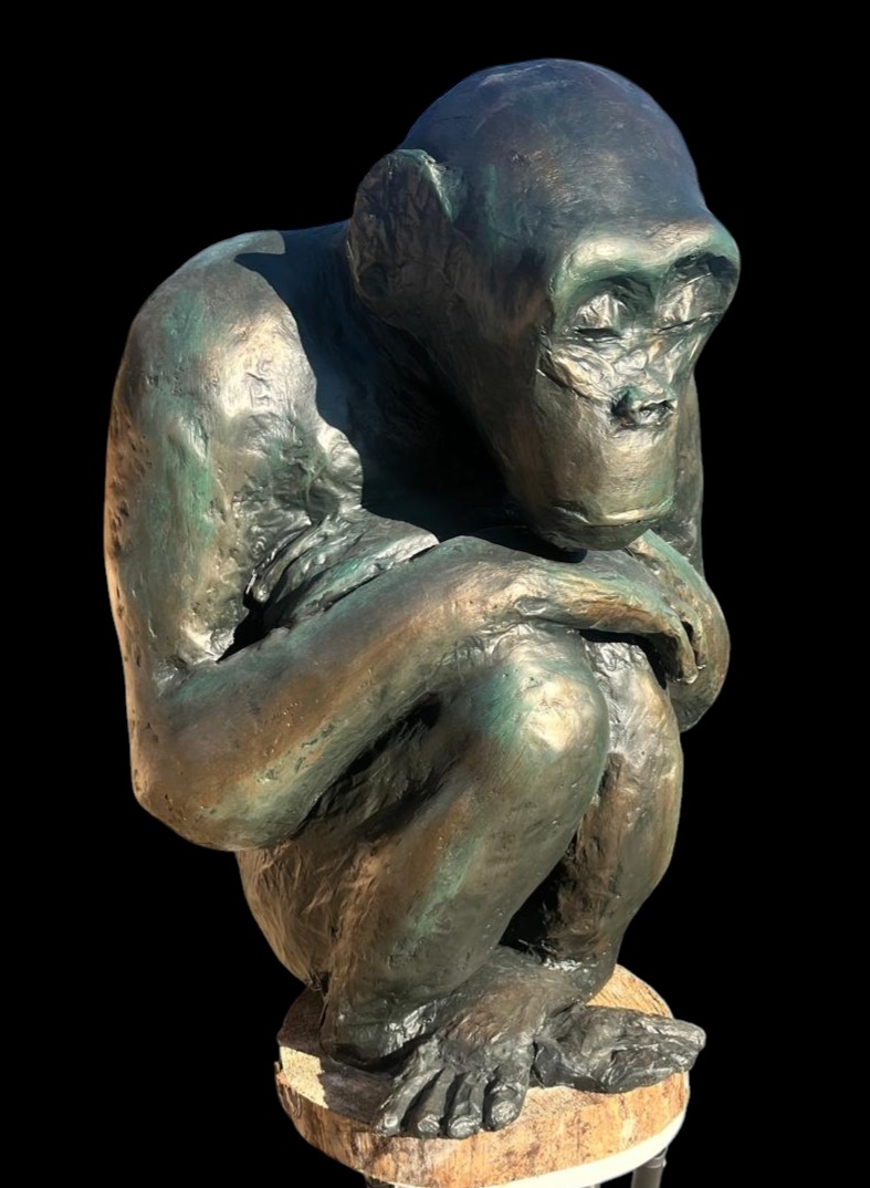 Chimpanze