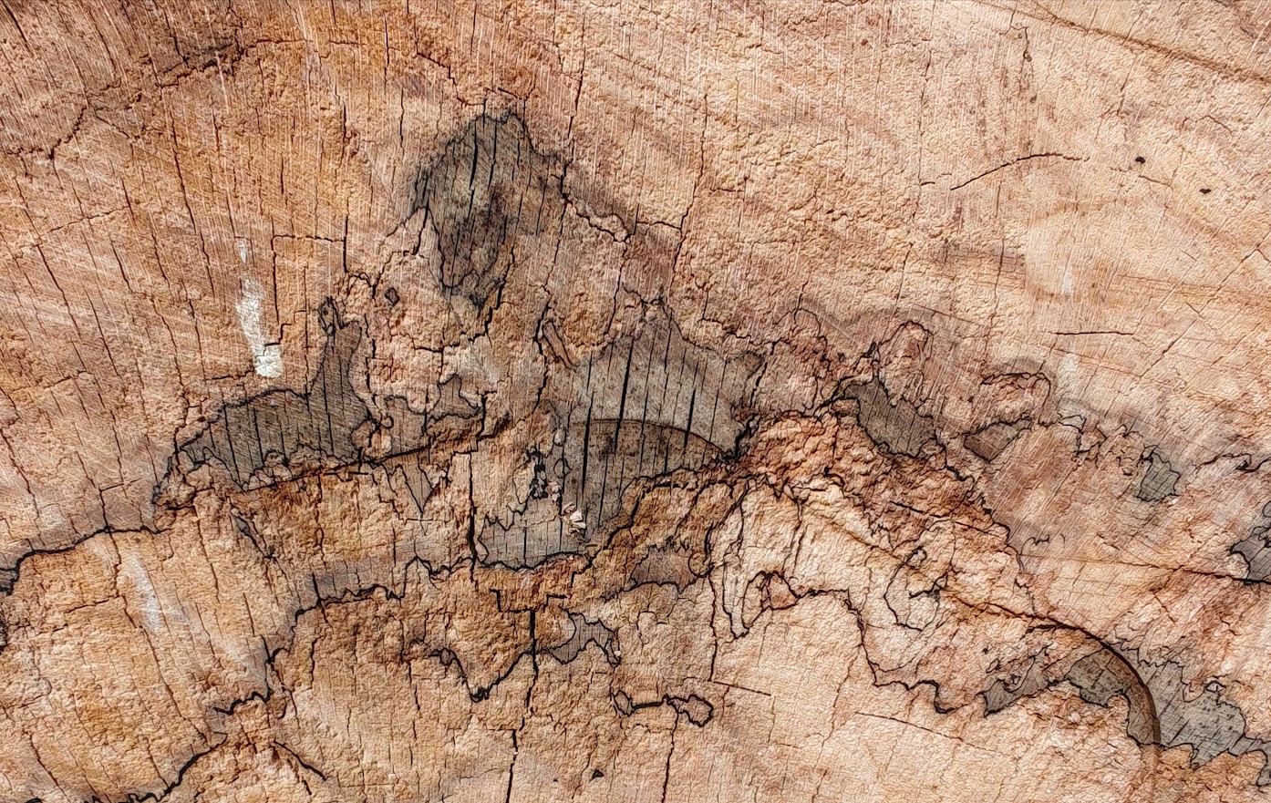 Drawing Fallen Tree Trunk