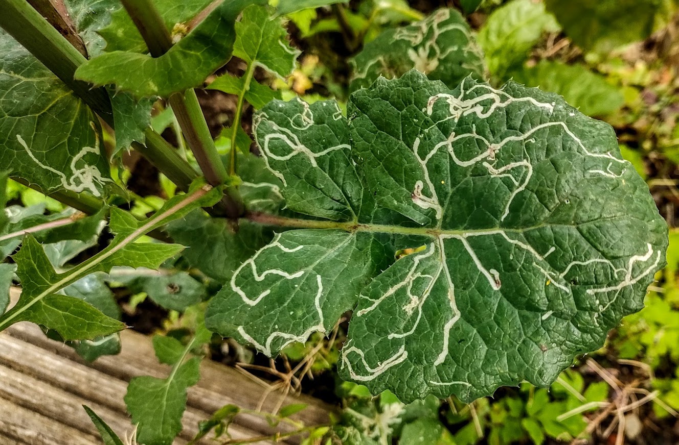 Leafminer Larvae Drawing Common Sow Thistle Leaf