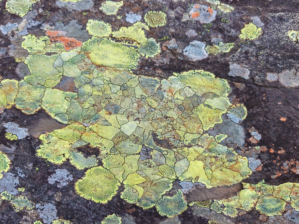 Lichen Drawing Stone Wall