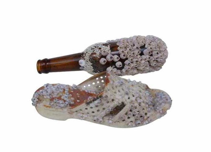 Sichon Barnacle