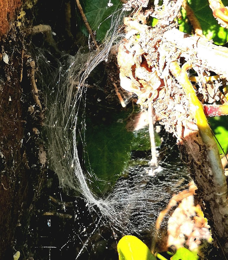 Spider