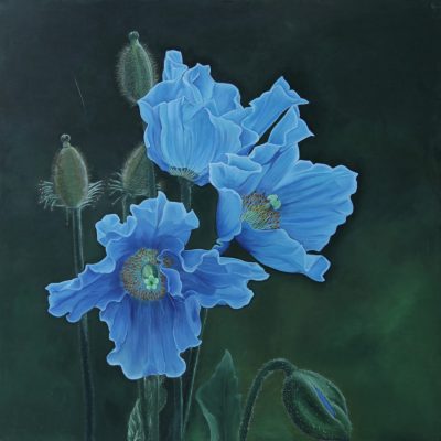 Blue Poppy