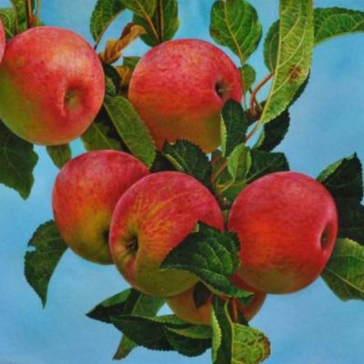 Bunch of Apples in Blue