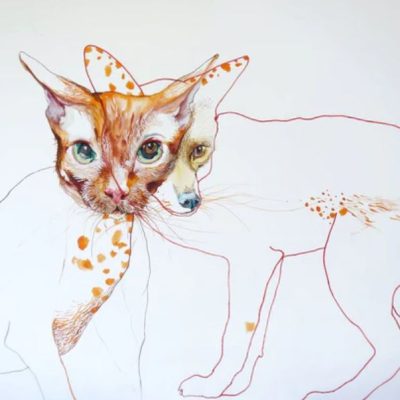Catsy Fox