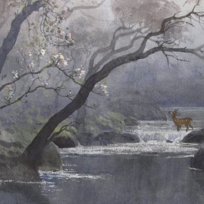Cherry blossom