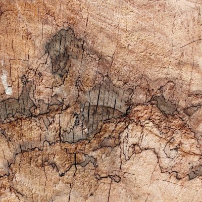 Drawing Fallen Tree Trunk
