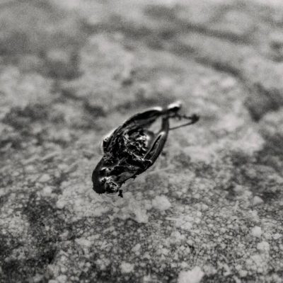 End of an Era - A Monochrome Portrait of Environmental Decline