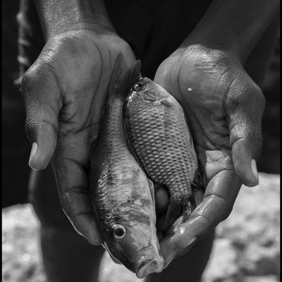 Evening Catch
