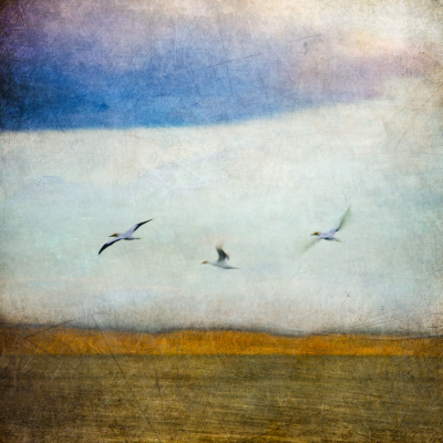 Gliding Gold