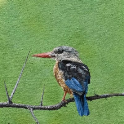 Grey-headed Kingfisher