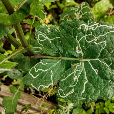 Leafminer Larvae Drawing Common Sow Thistle Leaf