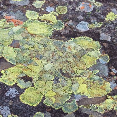 Lichen Drawing Stone Wall