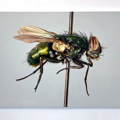 Lucilia sericata