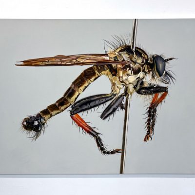 Neoitamus