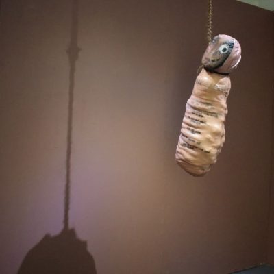 Pupa