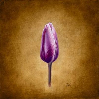 Purple Queen