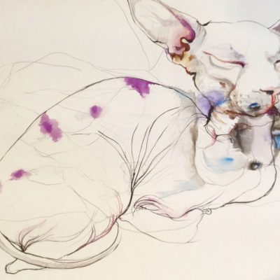 Rabbiting Cat