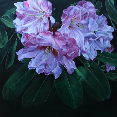 Rhododendron