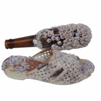 Sichon Barnacle
