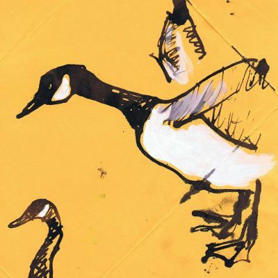 Sketches of Thames geese