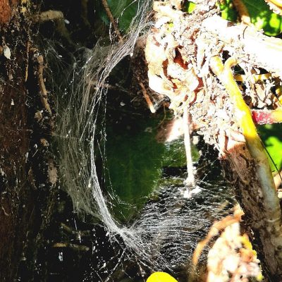 Spider